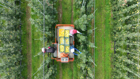 [하나되는 청송, 그 이상의 도약] ①미래농업 부자청송…1천176억 투입, 지속가능 농촌 대전환