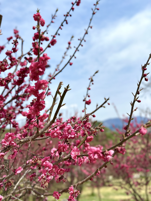 보고, 듣고, 향기로 느껴보세요…사유원 매화축제 개최
