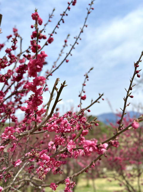 보고, 듣고, 향기로 느껴보세요…사유원 매화축제 개최