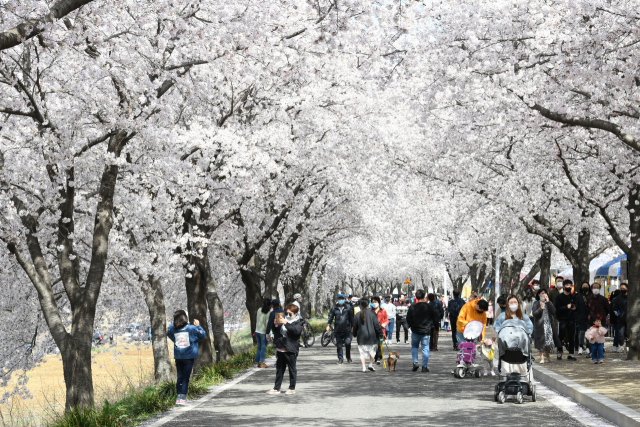 지난 2024년 대구 달성군 유가읍 한정리 일원에서 열린 