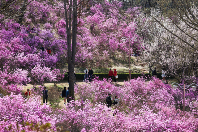 진달래로 물든 부천 원미산 진달래동산에서 시민들이 꽃놀이를 즐기고 있다. 부천시 제공