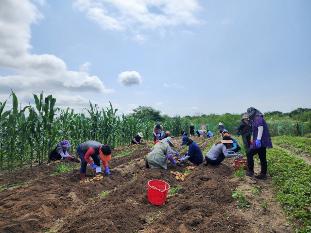 지난해 소백산귀농드림타운에 입교한 교육생들이 감자를 수확하고 있다. 영주시 제공