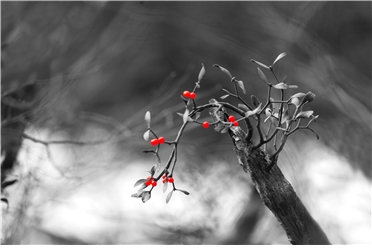 한라산 설원 위에 피어난 붉은 생명의 이야기…정상기 작가 첫 대구 사진전