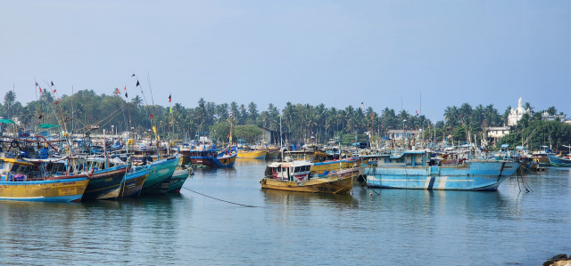 칼루타라 부두는 작은 어선들이 만선의 고기를 잡아 부두에 줄지어 들어와 정박하고 있다.
