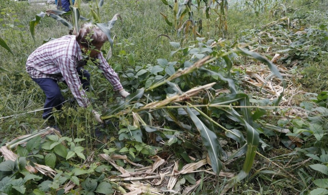 [단독] 멧돼지는 살리고 농가는 죽이고…'야생동물기피제'가 사라진다