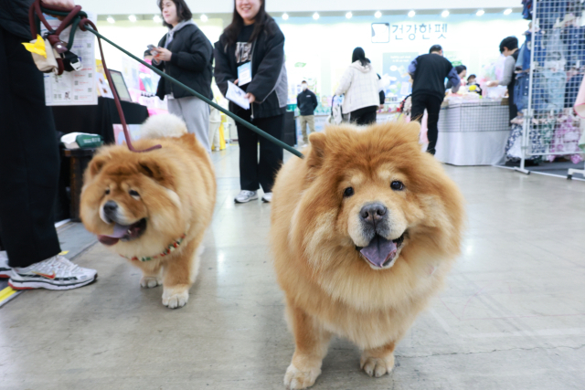 6일 오후 대구 엑스코에서 열린 제23회 대구펫쇼 행사장에서 반려인들이 반려견과 함께 전시장을 둘러보고 있다. 엑스코 제공