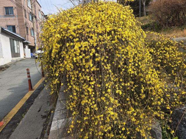 대구 달서구 송현공원의 영춘화가 노랗게 피었다. 멀리서 보면 개나리를 연상하지만 영춘화는 개나리보다 키가 작고 꽃부리 끝은 5, 6개로 갈라지며 어린 줄기가 녹색이다,