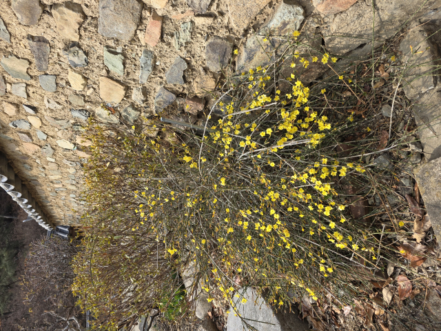 대구 동구 둔산동 옻골마을 백불고택의 흙담 아래 뿌리 내린 영춘화. 개나리보다 꽃이 좀 더 깨끗해 보인다.