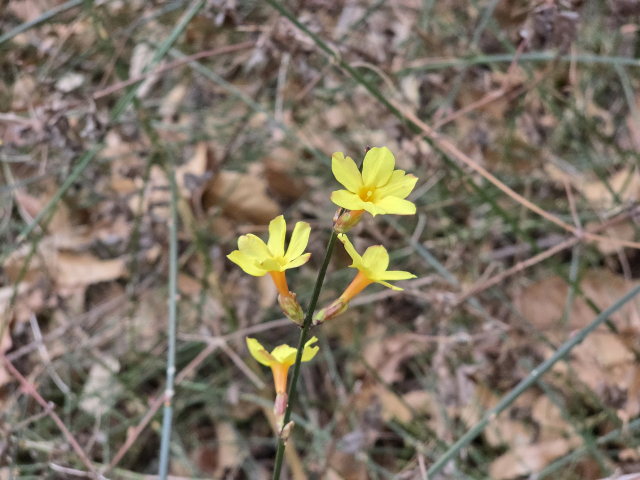영춘화의 줄기는 네모꼴이며 초록색이다. 꽃은 마주나며 꽃부리가 길다.