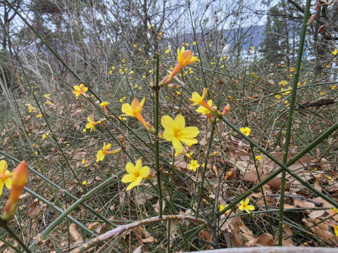 [이종민의 나무 오디세이] 겨울 끝자락에 봄을 알리는 고결한 전령 영춘화(迎春花)