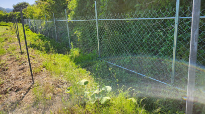 멧돼지 살리고 농가 죽이고…'야생동물기피제' 철거
