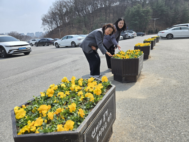 활짝 핀 노란 팬지를 길가던 시민들이 지켜 보고 있다. 마경대 기자
