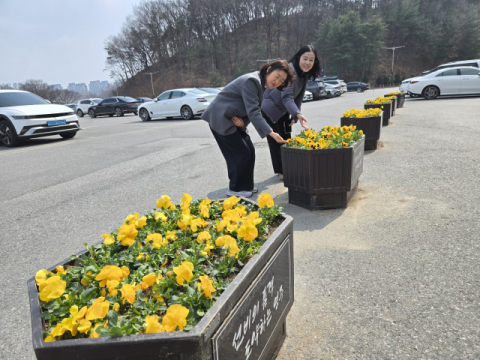 영주시, 노란 팬지로 도심 물들여…꽃향기 그윽한 봄맞이