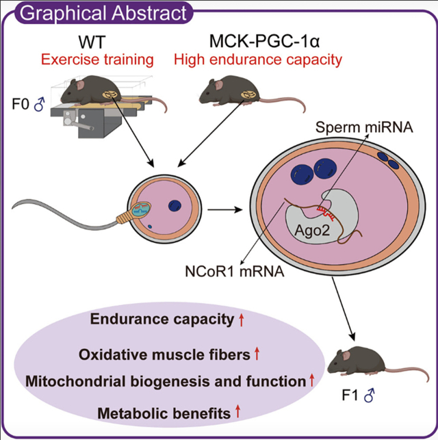 운동은 정자의 RNA 구성을 바꾸고, 그 변화가 수정란과 자손의 근육 및 대사 기능까지 바꾼다. ⒸCell Metabolism
