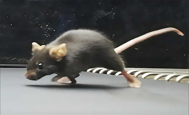 꾸준히 운동한 수컷 쥐가 수컷 자손에게 좋은 체력을 물려준다는 새로운 연구 결과가 나왔다. ⒸXI CHEN/NANJING UNIVERSITY