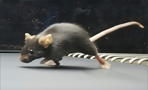 [과학으로 보는 세상] 운동하는 예비 아빠, 튼튼한 아들 낳는다!