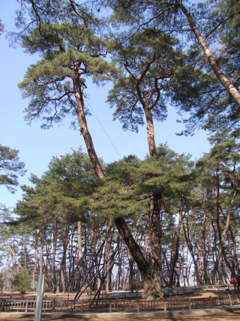[팔도 핫플레이스] '왕과 사는 남자'의 고장 강원도 영월 