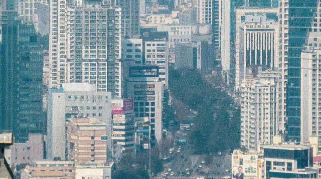 엑스코선 동대구로 '히말라야시다' 일부 사라진다