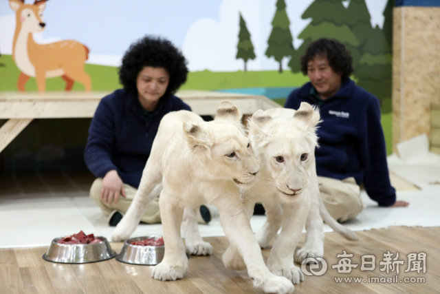 대구 네이처파크에서 인공 사육으로 건강하게 자라고 있는 백사자 아기들의 천진한 모습. 정운철 기자 woon@imaeil.com