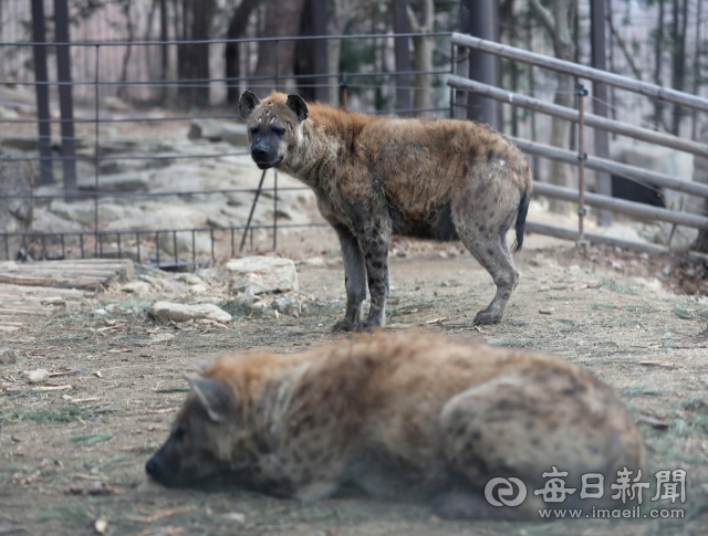 대구 스파밸리 네이처파크 사육장에서 쉬고 있는 하이에나. 정운철 기자 woon@imaeil.com