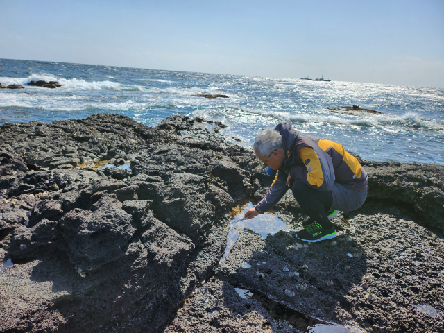황의욱 경북대 대학원 첨단바이오융합학과 교수 연구팀은 지난 3년간 우리나라 서해와 남해 연안에서 군부를 조사하는 과정에서 기존에 알려지지 않았던 가시군부 신종을 발견했다. 사진은 황 교수가 군부를 채집하고 있는 모습. 황 교수 제공