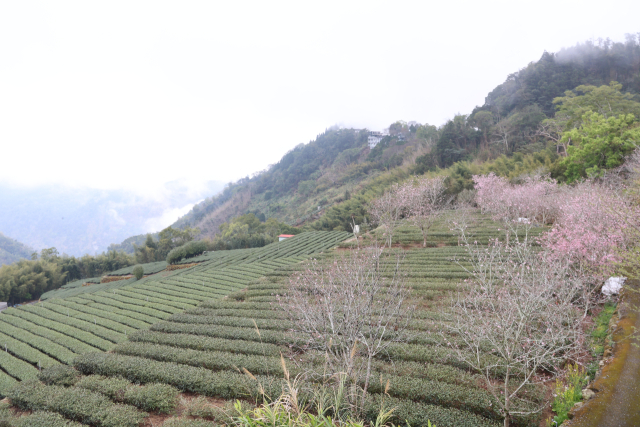 5일 대만 자이현 아리산 고산지대(해발 1천200미터) 차밭 전경. 벗꽃이 피어나고 있다. 이민호 기자 lmh@imaeil.com