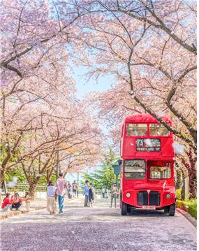 83타워 벚꽃길 물든다…이월드 '블라썸 피크닉'