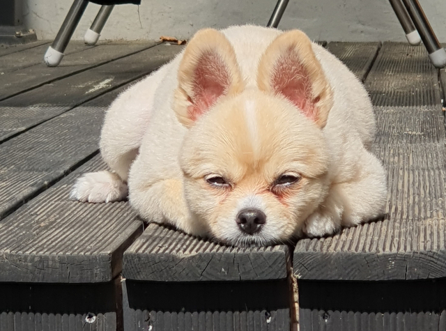 [엄마들의 수다] <율무>