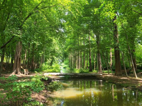 경북도, 297억 투입 '도시숲 확충'…도심 녹지 29곳 조성