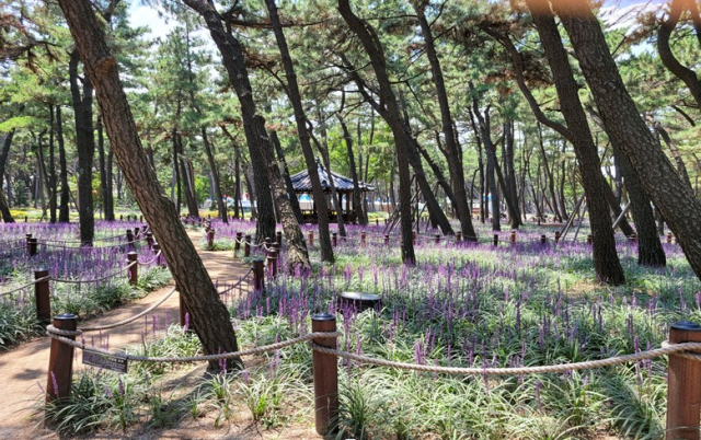 경북 포항 송도솔밭도시숲. 경북도 제공.1