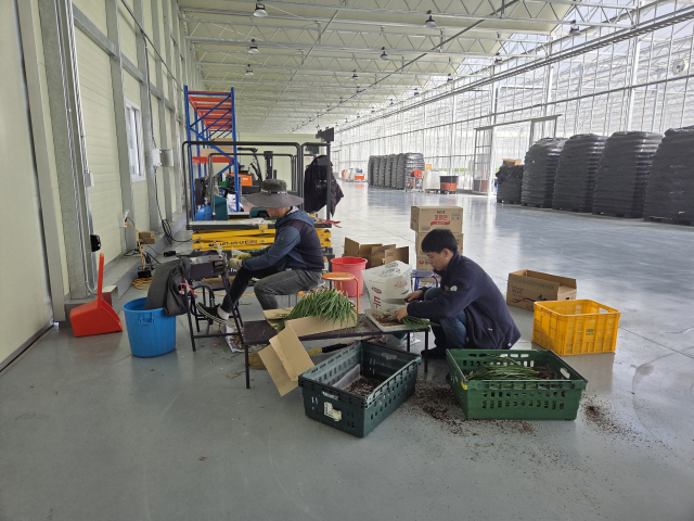 최근 봉화군 봉성면 창평리 임대형 스마트팜 A동에서 청년농업인들이 재배한 쪽파가 본격 출하를 시작했다. 봉화군 제공