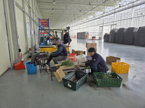 봉화군 스마트팜 첫 성과…청년농 양액재배 쪽파 출하