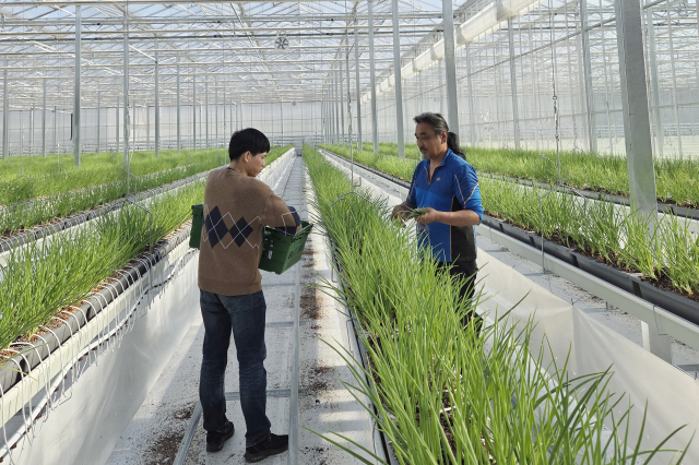 최근 봉화군 봉성면 창평리 임대형 스마트팜 A동에서 청년농업인들이 재배한 쪽파가 본격 출하를 시작했다. 봉화군 제공