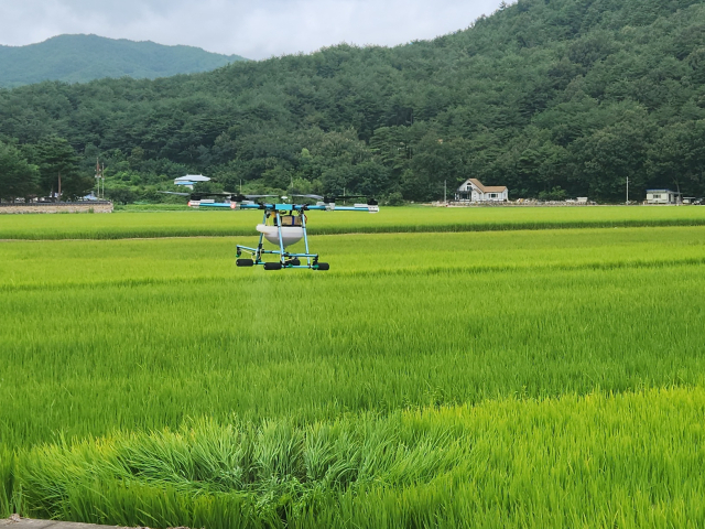농업용 드론이 비료를 살포하고 있다. 울진군 제공