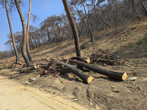 [경북산불 1년] 고운사 사찰림 자연복원 치유는 잘된 결정…예상 보다 빠른 생태계 회복 흐름 보여
