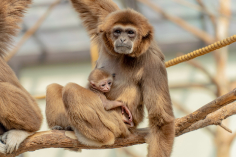 [커버스토리] 백사자 가족의 '또 다른 가족'… 달라진 동물원 역할 