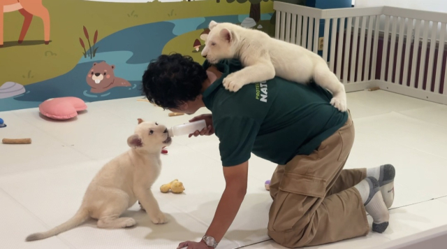 전근배 사육사가 아기 백사자들에게 분유를 먹이며 돌보고 있다. 이러한 돌봄으로 태어날 당시 1.8kg, 1.2kg에 불과했던 이들은 현재 각각 42kg, 36kg까지 자랐다.