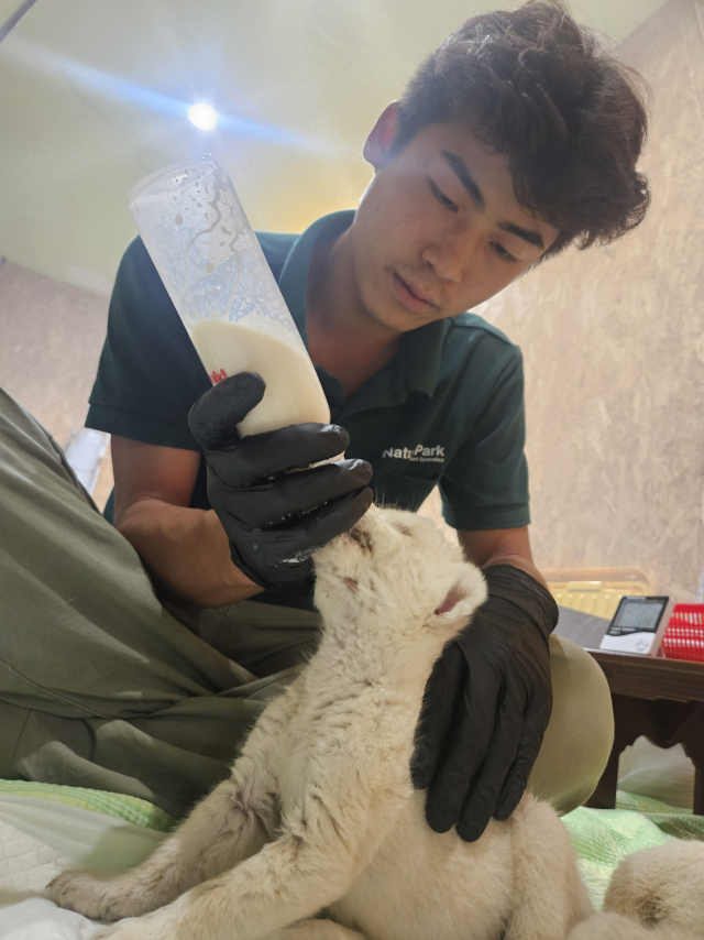 김서우 사육사가 아기 백사자에게 분유를 먹이고 있다. 사람의 손으로 이어진 