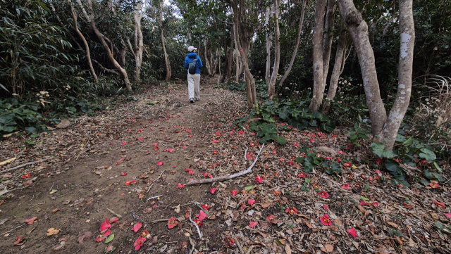 토노사키국립공원 해안산책로. 울창한 동백나무 터널이 장관을 이루는 곳이다. 김도훈 기자
