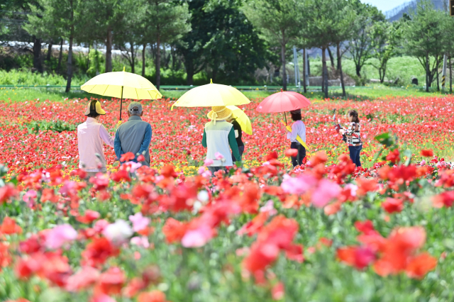 청송정원의 꽃양귀비 풍경. 청송군 제공