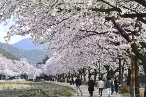 봄빛 가득한 3월의 절정, '제12회 옥포 벚꽃축제' 28~29일 열린다