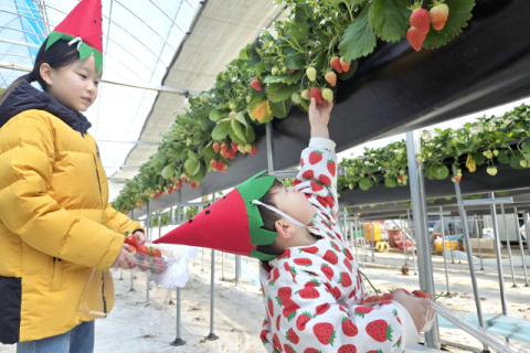 청송군가족센터, '딸기따봄' 가족체험 호응…가족여가 문화 확산