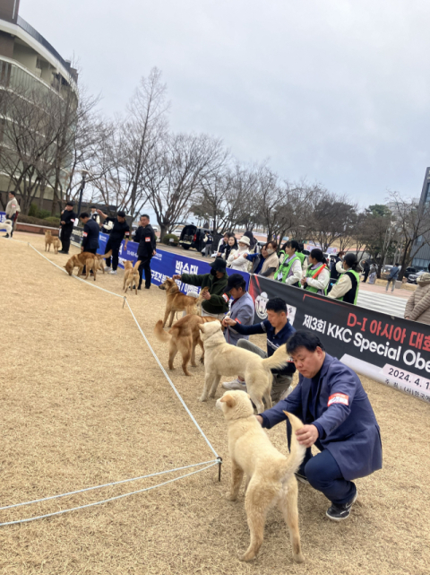 우리 개가 최고야… 대구한의대–한국애견협회 '제1회 DHU-KKC 진돗개 품평회' 개최