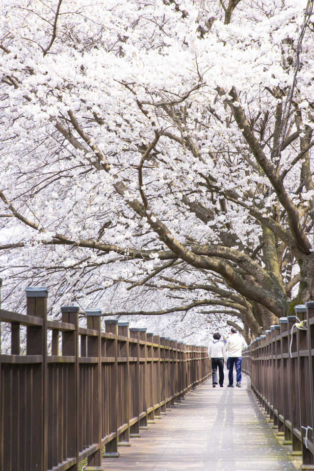 구례를 찾은 방문객들이 벚나무들이 터널처럼 이어진 데크길을 따라 걷고 있다. 구례군 제공