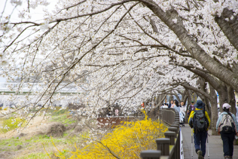 [팔도핫플레이스] 구례 섬진강변 300리 벚꽃길