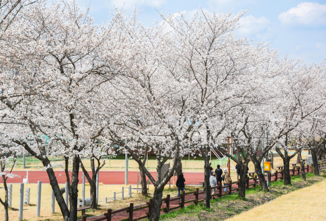 지난해 구례군 서시천체육공원 일대에서 구례300리 벚꽃축제가 개최됐다. 구례군 제공