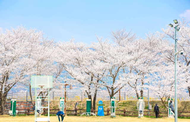 벚꽃이 만개한 산책로에서 방문객들이 봄 정취를 즐기고 있다. 구례군 제공