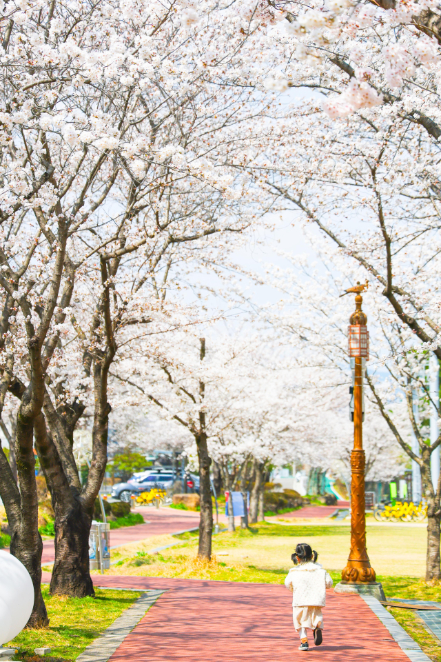 지난해 구례군 서시천체육공원에서 열린 구례 300리 벚꽃축제에서 한 어린이가 뛰어놀며 봄을 만끽하고 있다. 구례군 제공