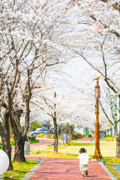 [팔도핫플레이스] 구례 섬진강 벚꽃길