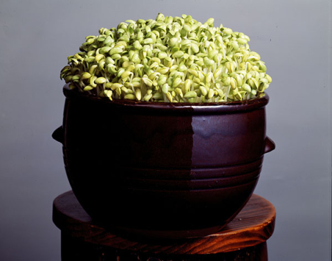 [단독] 유권자들에 콩나물시루 무더기 전달한 상주시의원…경찰 수사 착수